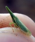 Dictyophara pannonica